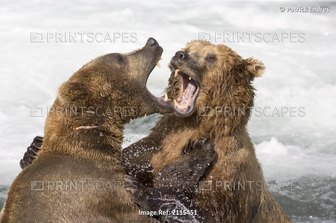 Grizzlies Play Fighting In The Middle Of Brooks River Katmai National Park ...