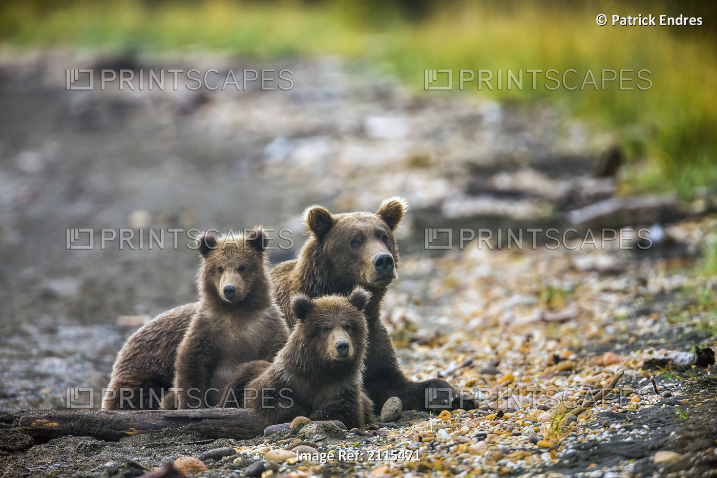 Brown Bear Sow With Triplet Spring Cubs On The Shores Of Naknek Lake, Katmai ...