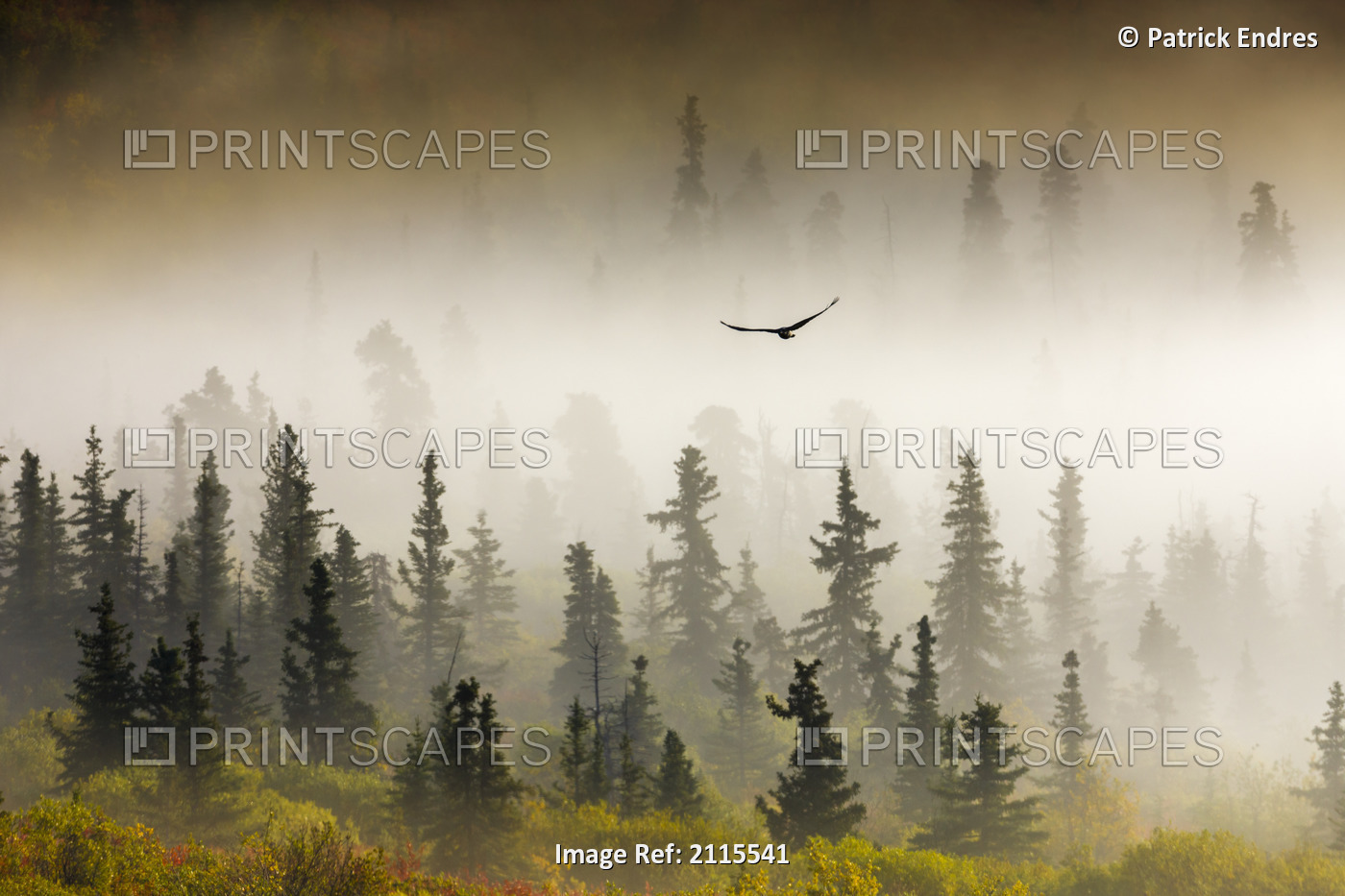 Raven Flys Through Spruce Trees In The Morning Fog, Denali National Park, ...
