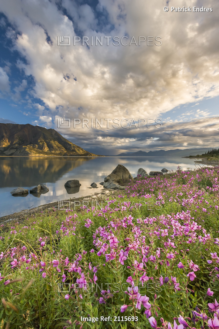 Kluane Lake & Sheep Mtn In Kluane National Park With Fireweed Blooming On ...