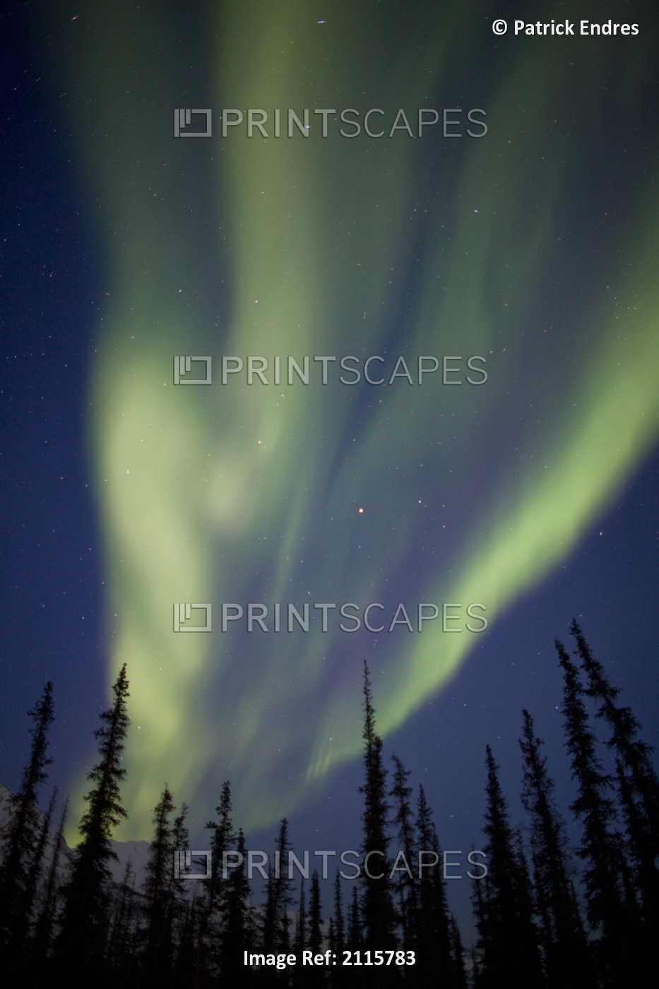 Northern Lights Over Silhouetted Spruce Trees In The Arctic Of Alaska
