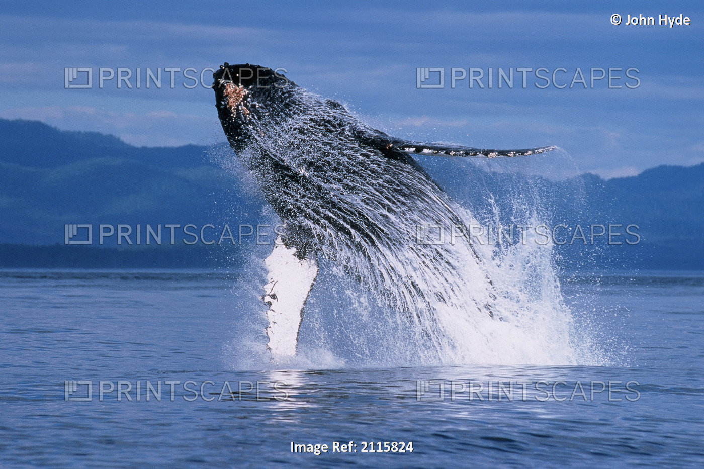 Humpback Whale Breaching Inside Passage Southeast Ak Summer Scenic