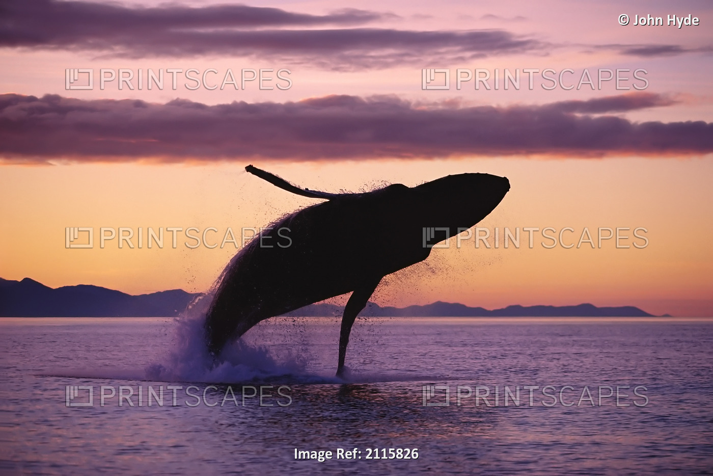 Humpback Whale Breaching @ Sunset Composite Se Ak