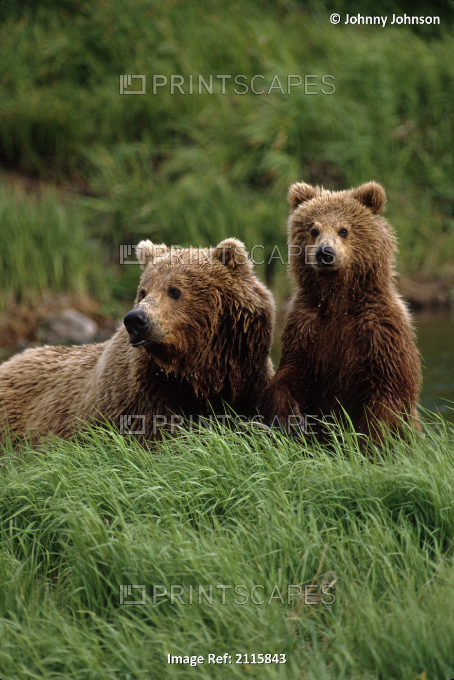 Grizzly Bear Mother & Cub In Grass Mcneil River Sw Ak