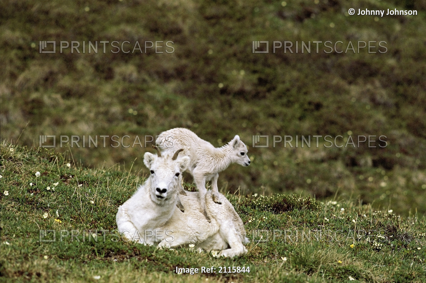 Dall Sheep Ewe With Lamb, Denali National Park, Interior, Alaska, Summer