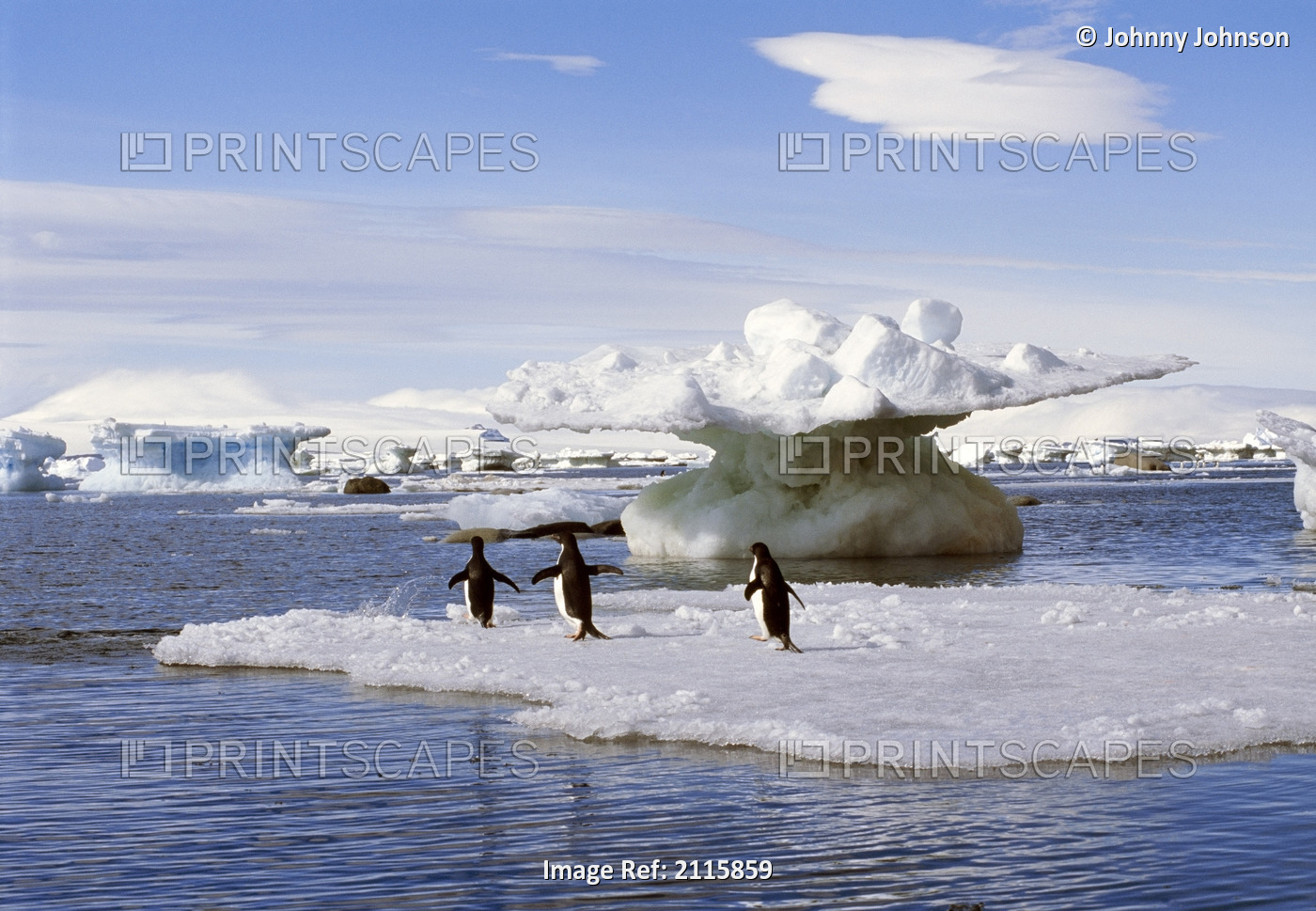 Adelie Penguin Pair Standing On An Ice Floe Near Devil's Island In The Weddell ...