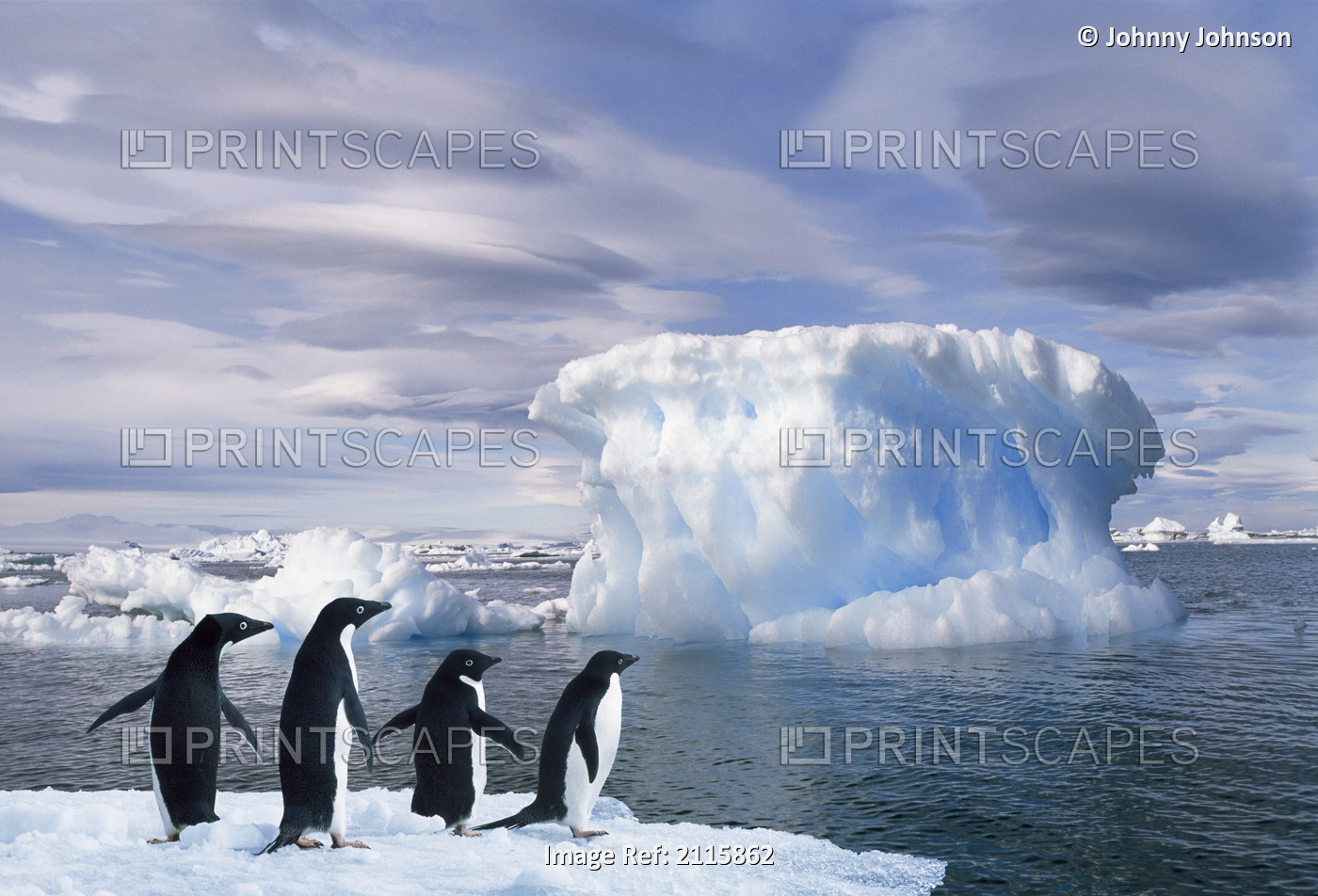 Composite Adelie Penguins Standing On An Ice Floe Near Devil's Island In The ...