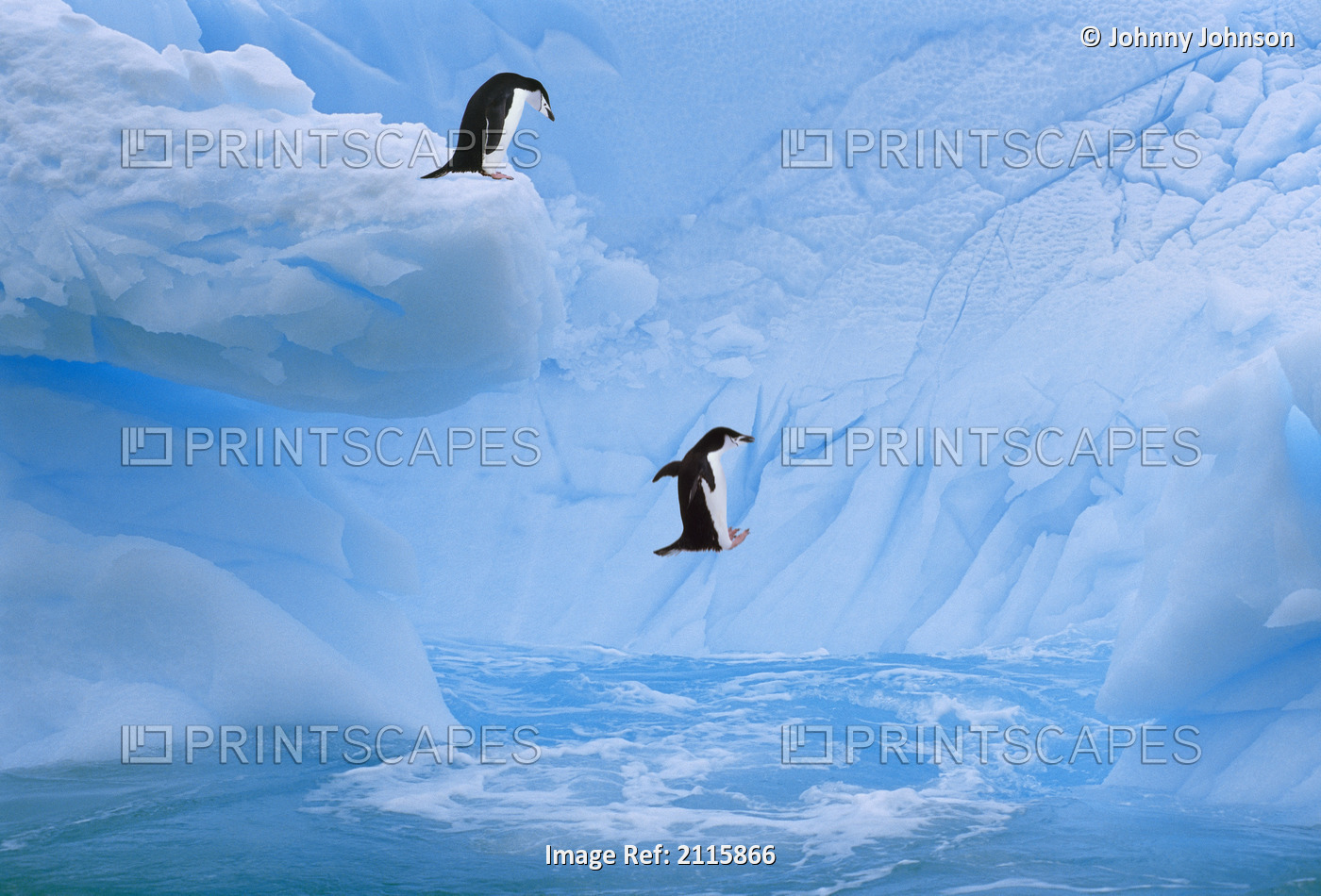 Chinstrap Penguins Jump Into Ocean From Iceberg In/Nweddell Sea, Antarctic ...