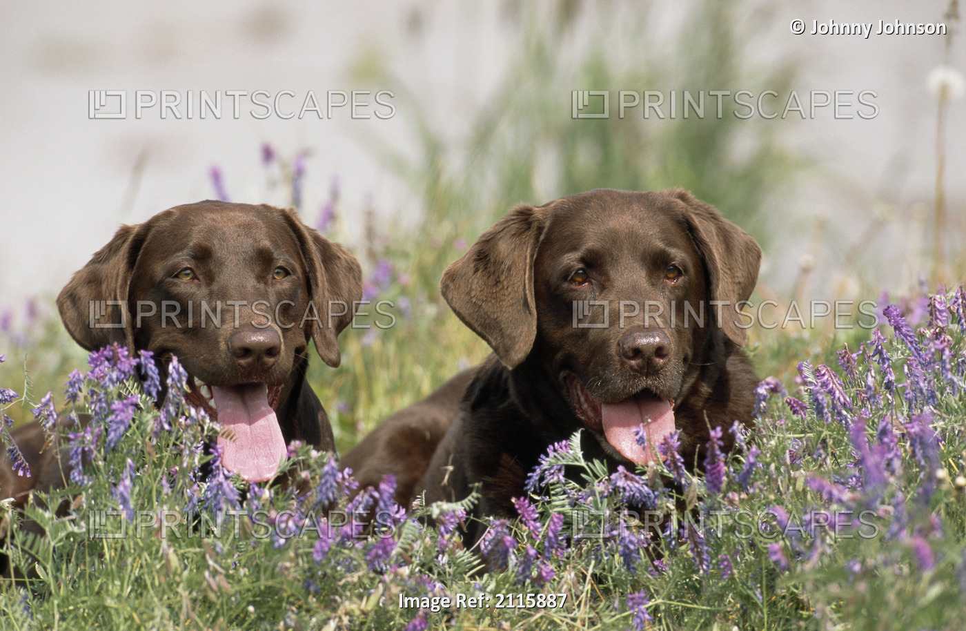 Chocolate Labrador Retriever Dogs Laying In A Field Of Hairy Vetch Flowers In ...