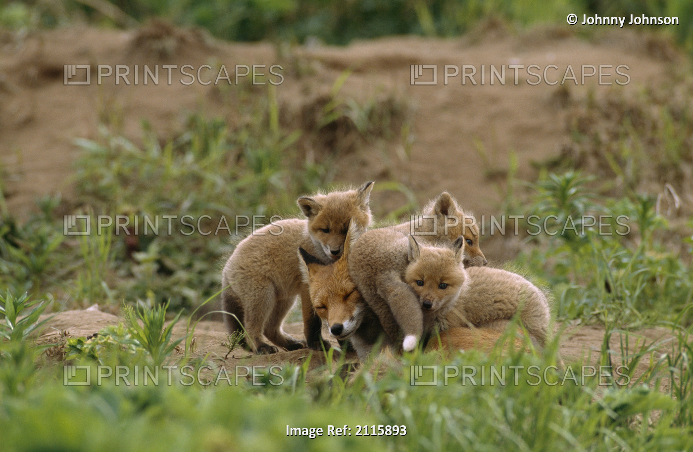 Red Fox Mother With Six-Week Old Fox Pups (Vulpes Vulpes) At Den Site, Mcneil ...