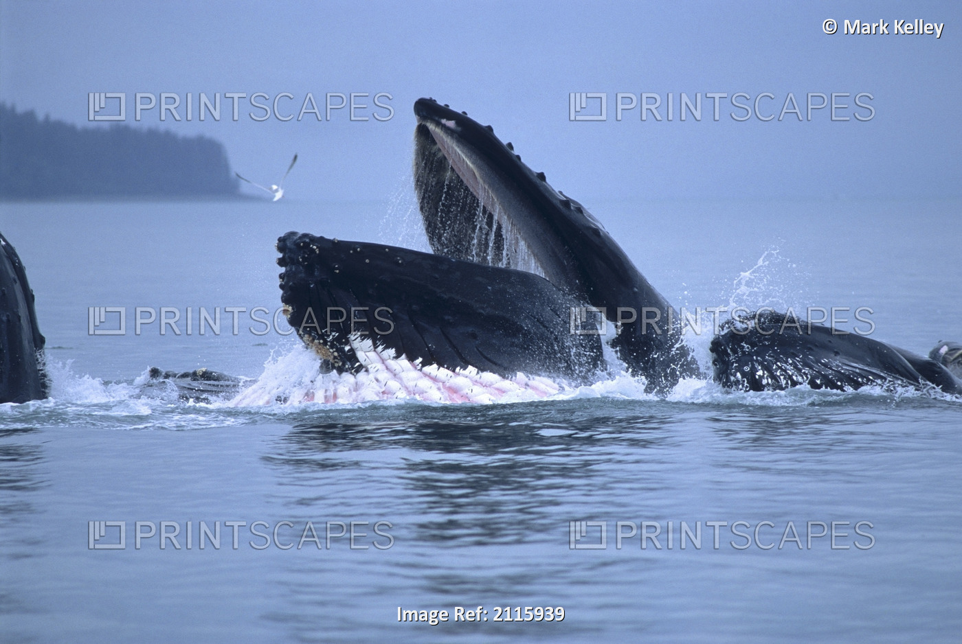 Humpback Whales Lunge Feeding In The Inside Passage Of Southeast Alaska During ...