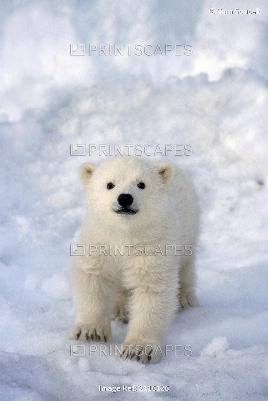 Female Polar Bear Cub At Alaska Zoo Anchorage Sc Ak/Ncaptive