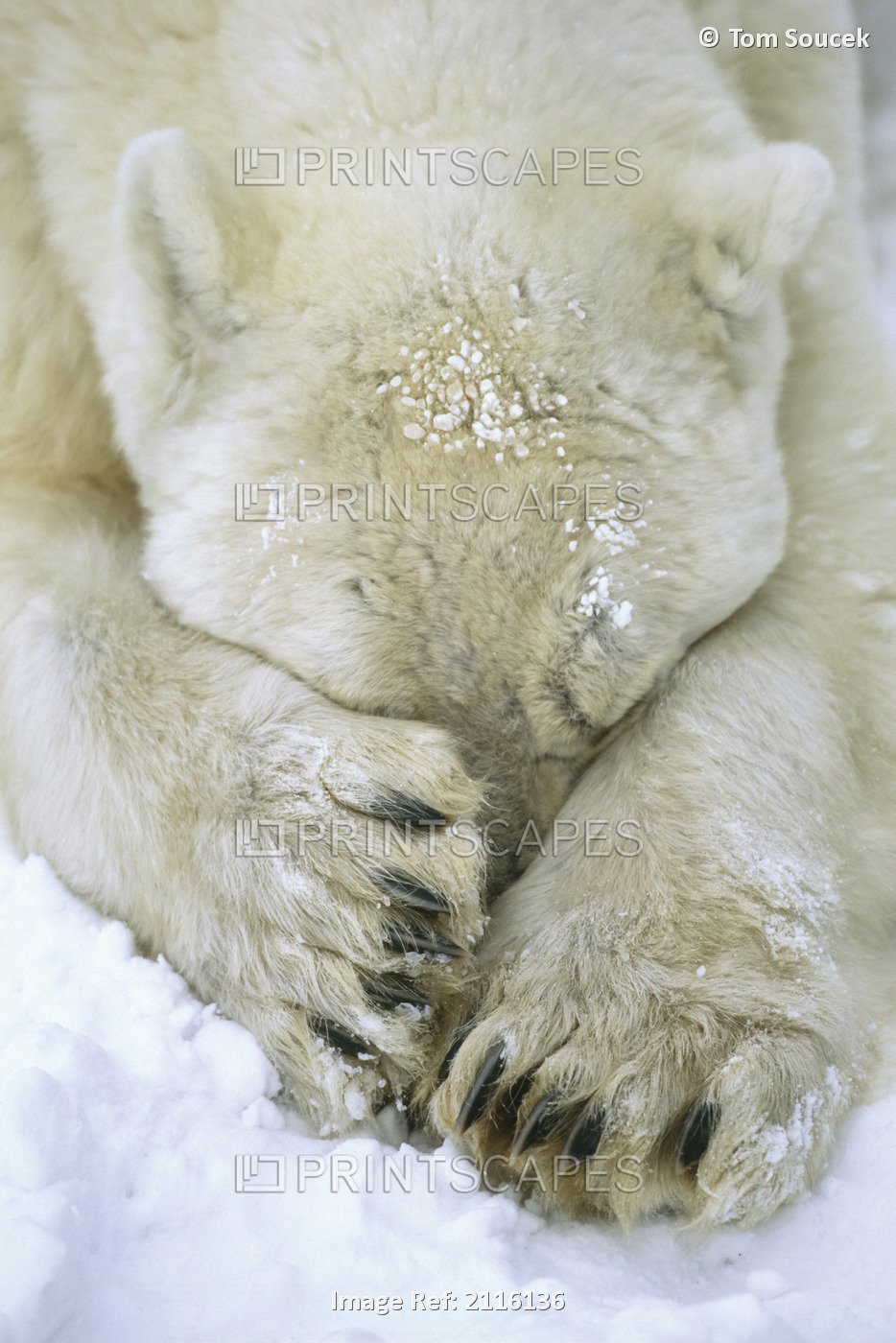 Polar bear (Ursus maritimus) buries it's head between it's paws in the snow; ...
