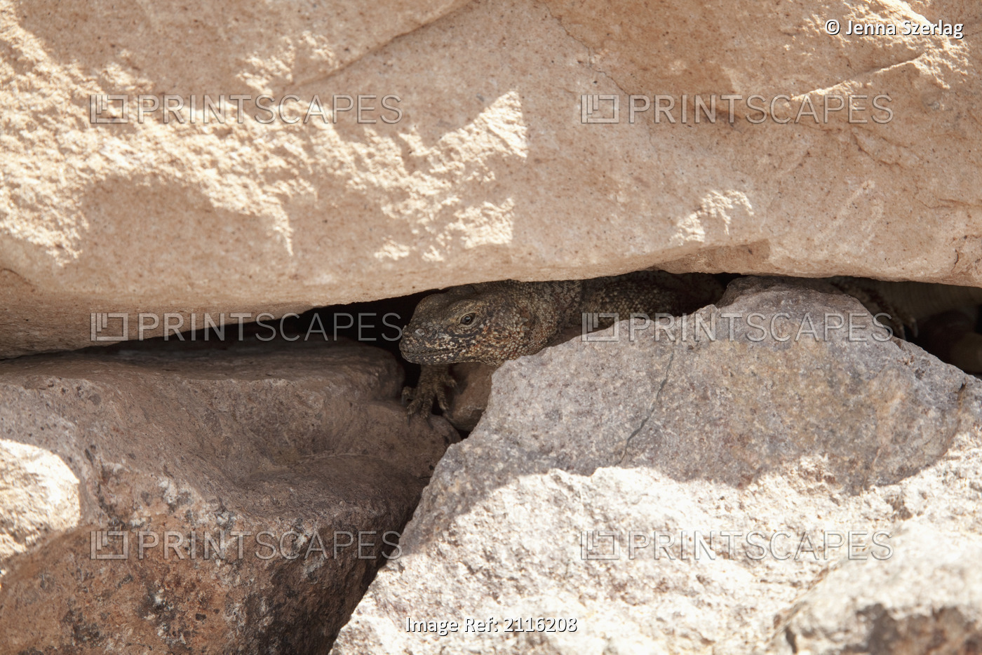 Nevada, Las Vegas, Desert, Lizard in rocks.
