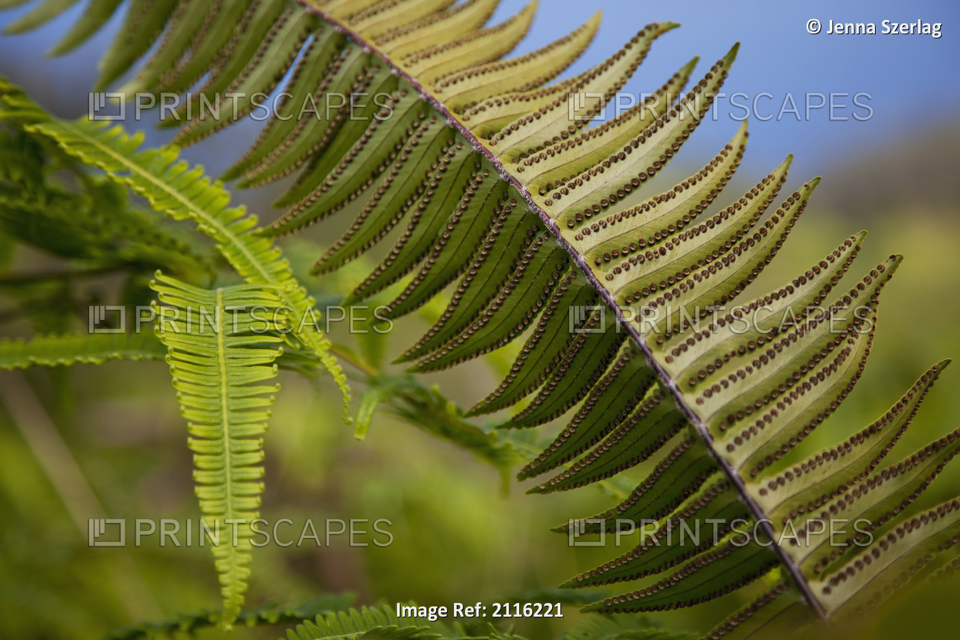 Hawaii, Maui, Waihee, A closeup of green fern with seeds.