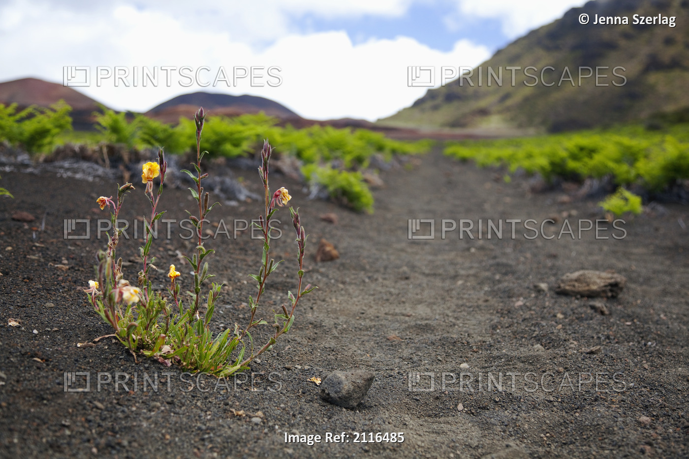 Hawaii, Maui, Haleakala, The hiking trail through the Volcanic Crater.