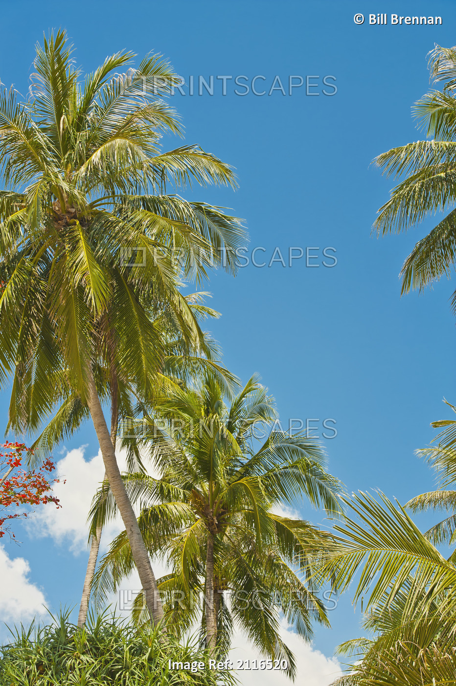 Thailand, Phuket, Vibrant palm trees and clear blue sky.