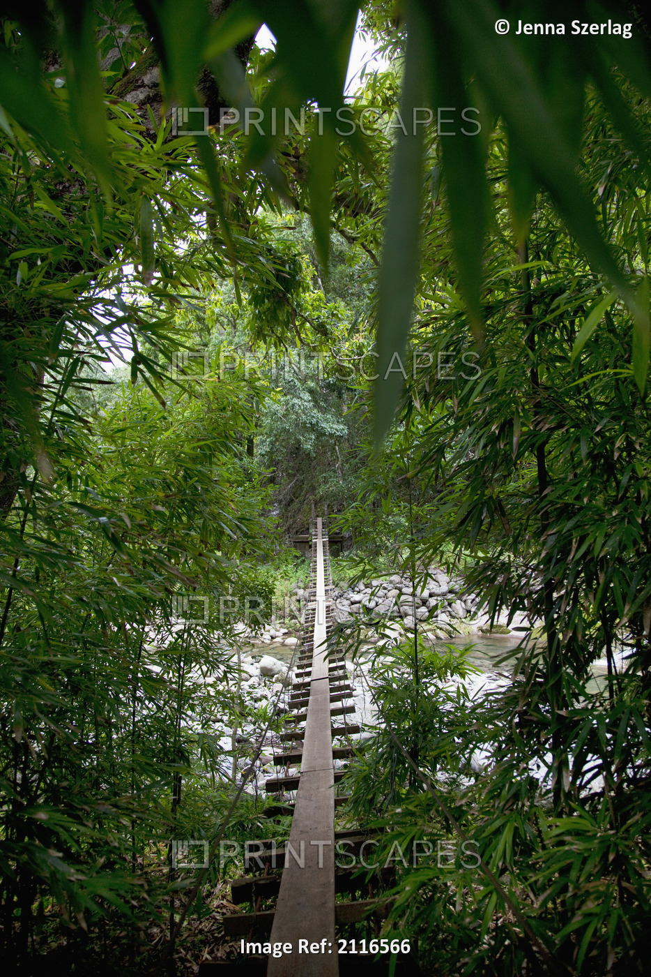Hawaii, Maui, Waihee, A swinging Bridge into a lush green forest.