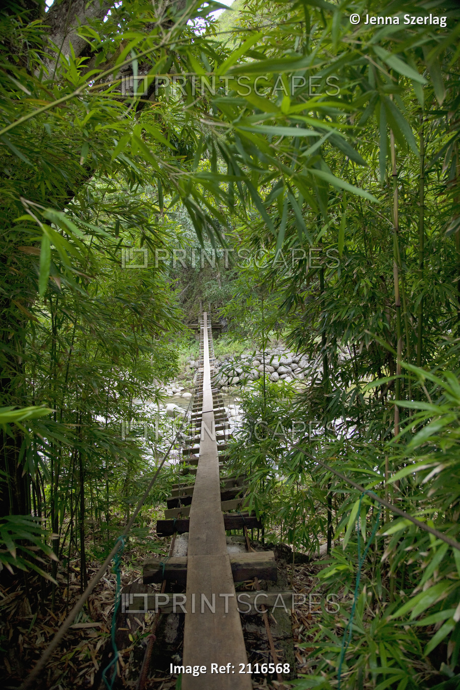 Hawaii, Maui, Waihee, A swinging Bridge into a lush green forest.