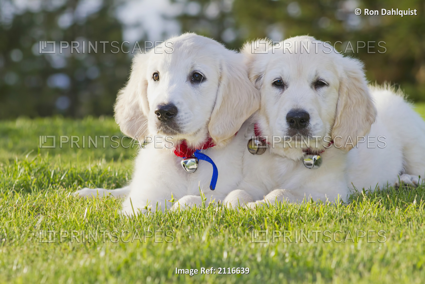 Two Golden Retriever puppies laying together in park.