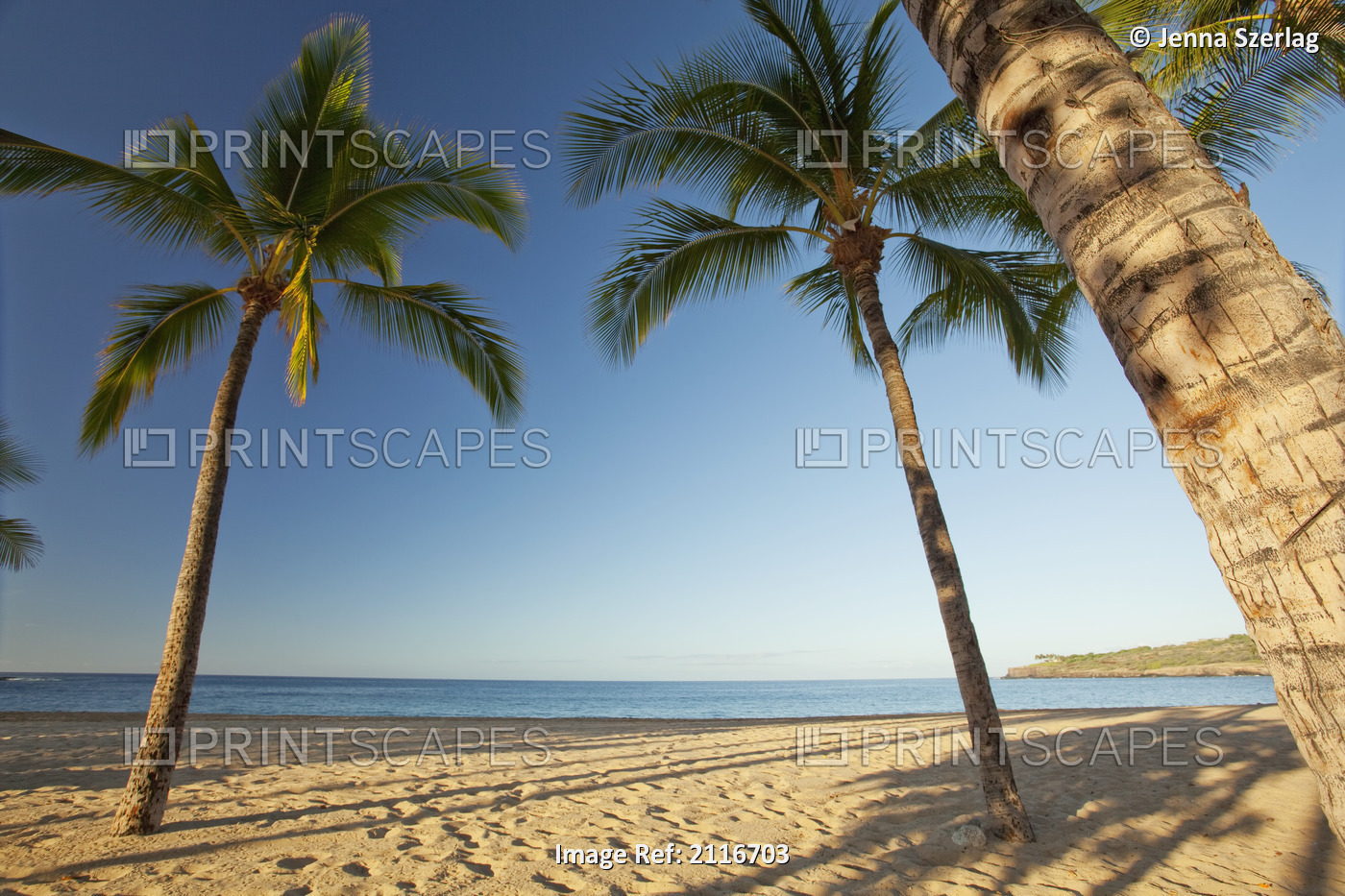 Hawaii, Lanai, Hulopoe Beach, Tall palm trees on a beautiful beach.