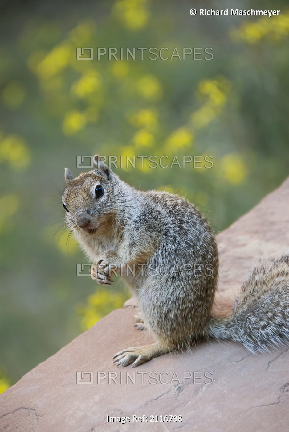 Utah, Zion National Park, Rock Squirrel on ledge.