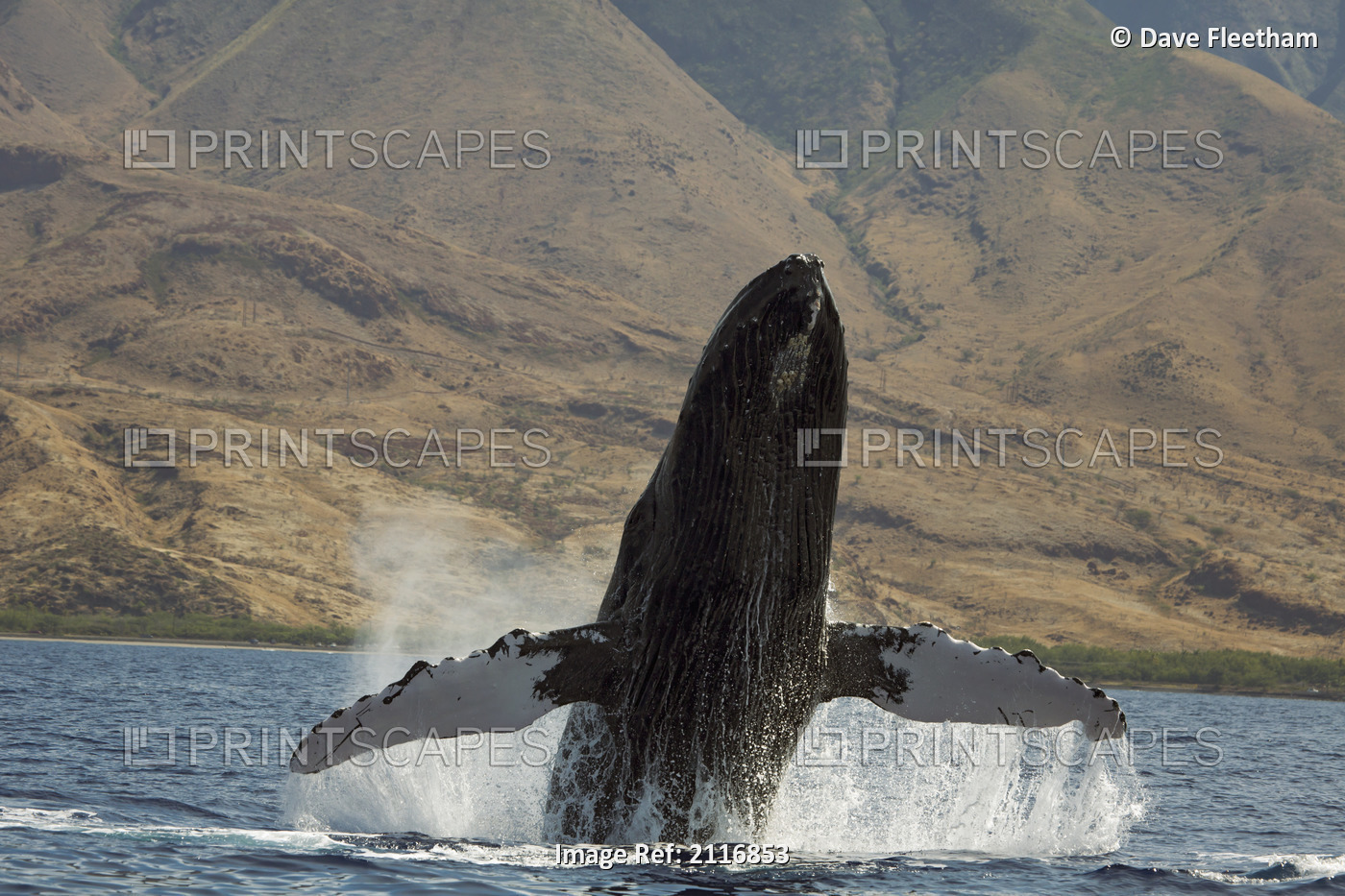 Hawaii, West Maui, A Humpback Whale (Megaptera Novaeangliae) breaches, ...