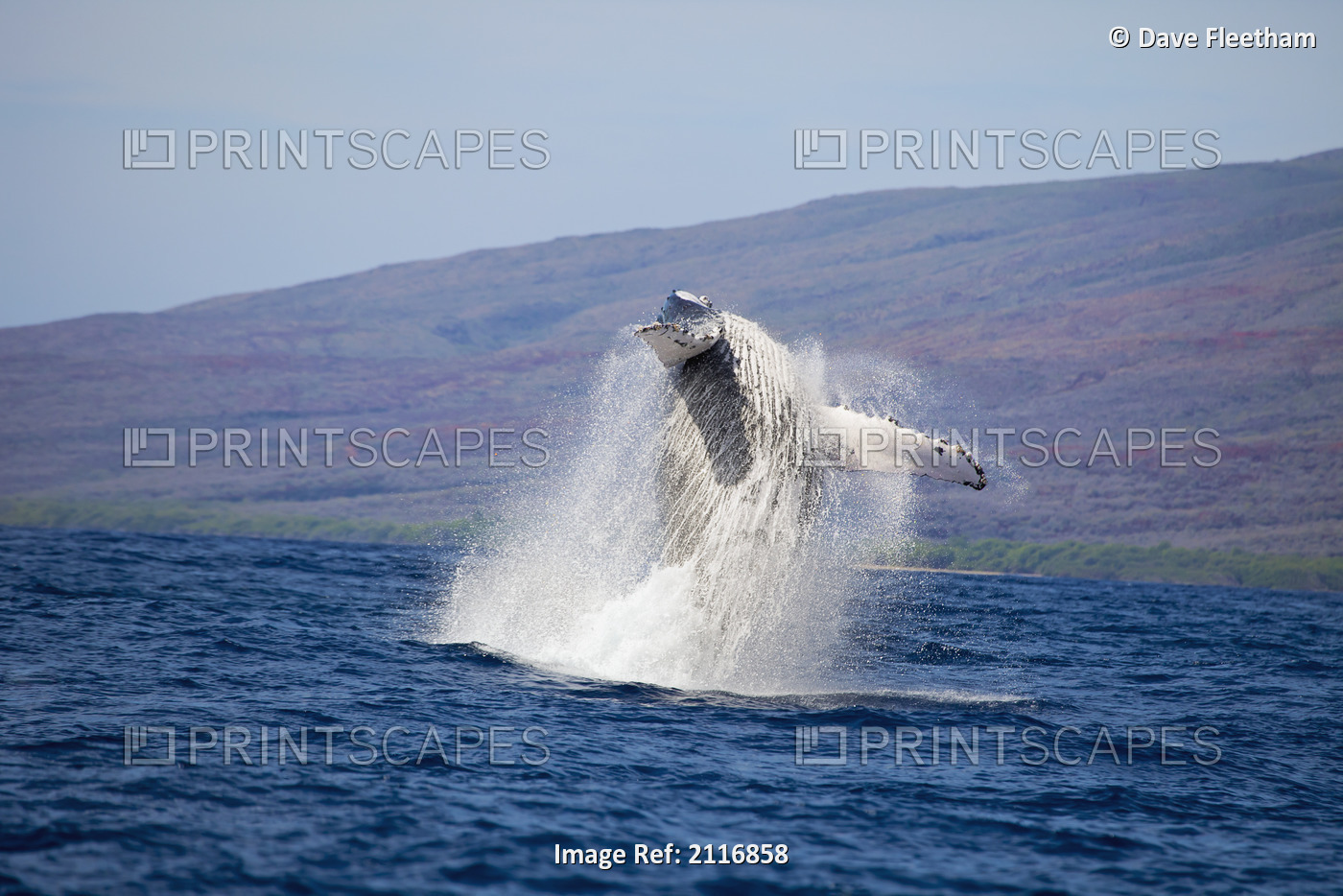 Hawaii, West Maui, A Humpback Whale (Megaptera Novaeangliae) breaches, ...