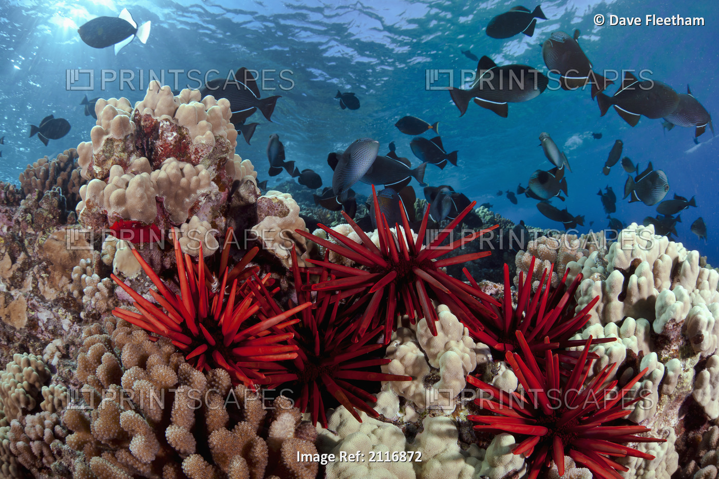 Hawaii, Slate pencil sea urchins (Heterocentrotus mammillatus) color the ...