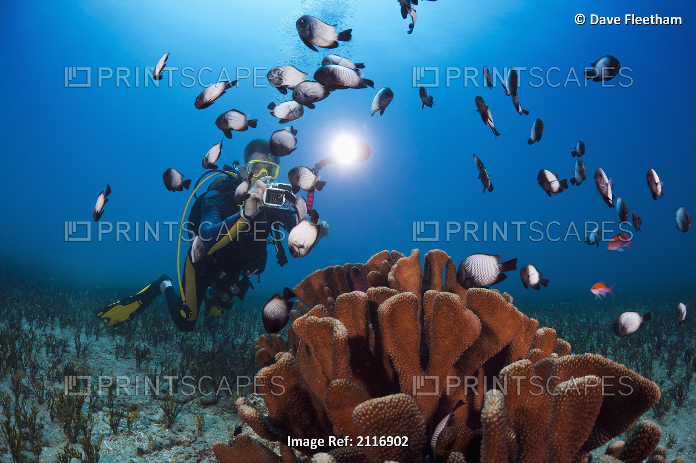 Hawaii, Maui, A photographer lines up on a group of Hawaiian domino damselfish ...