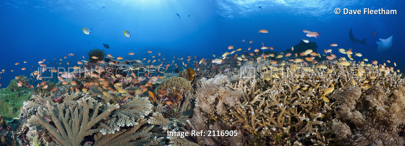 Indonesia, Bali, Nusa Penida, Crystal Bay, Table coral, schooling anthias and ...