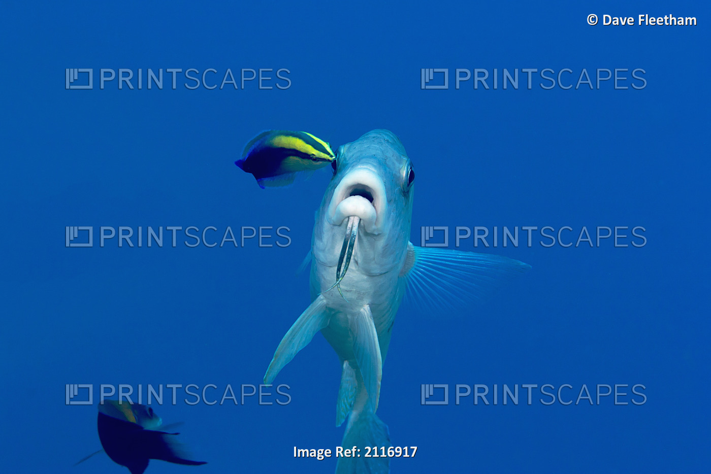 Hawaii, Island goatfish (Parupeneus insularis) being cleaned by an endemic ...