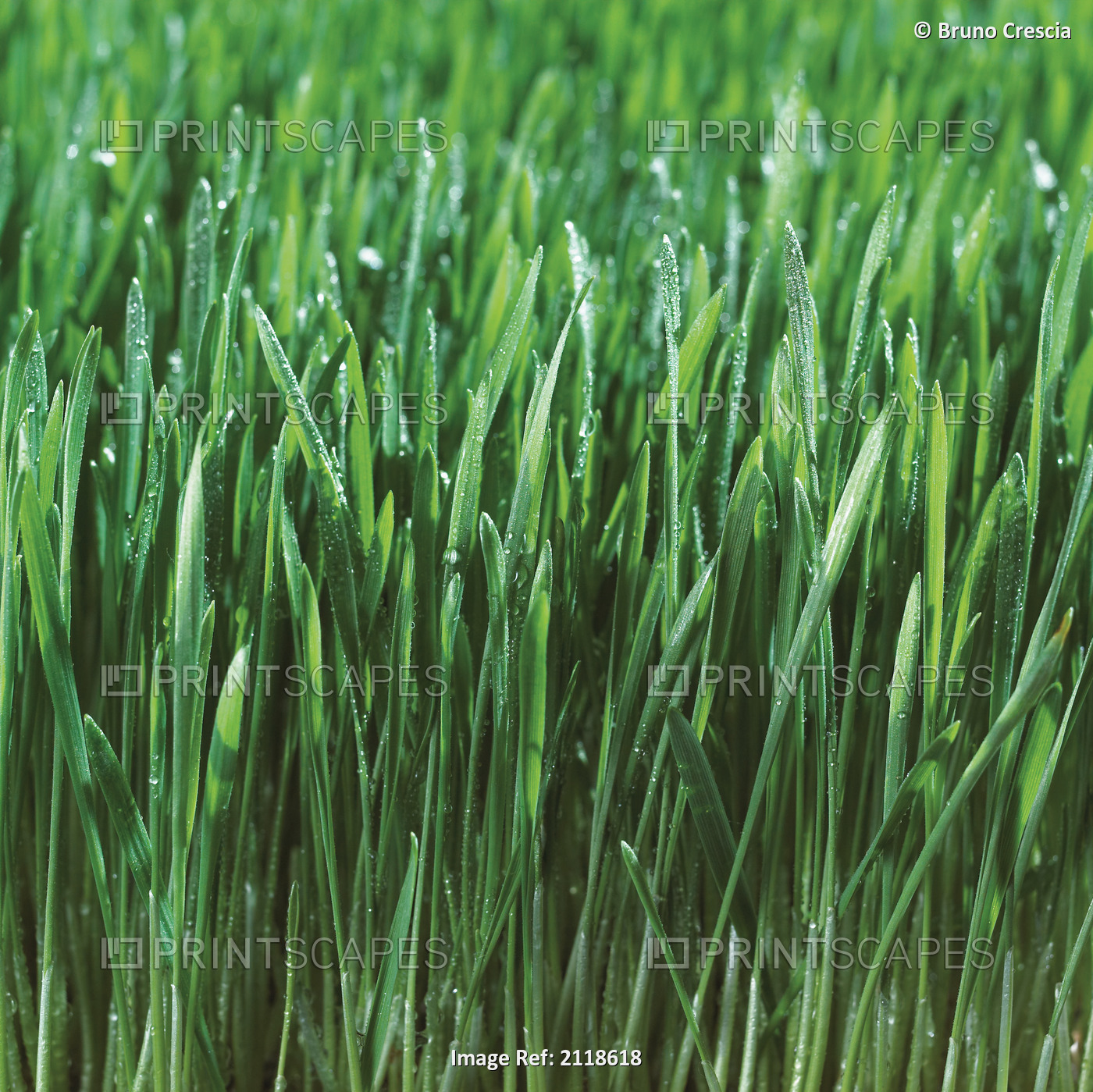 Close-Up Detail Of Fresh Wet Grass
