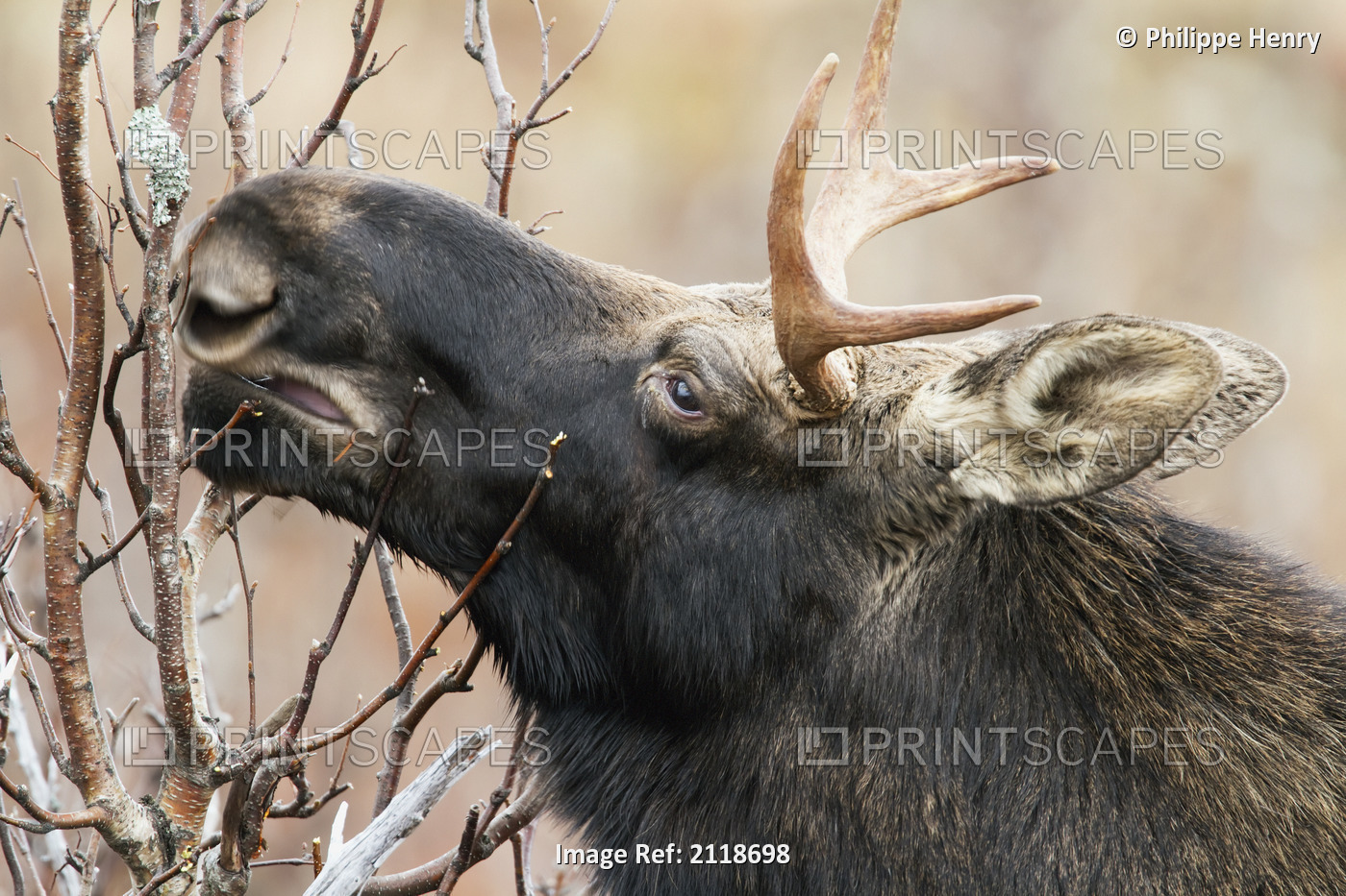 Young Bull Moose In The Forest In Late Fall In Gaspesie National Park; Quebec ...