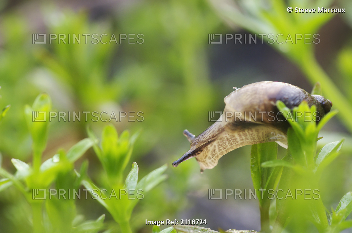 Close-Up Of Snail; Pointe-Des-Cascades Quebec Canada