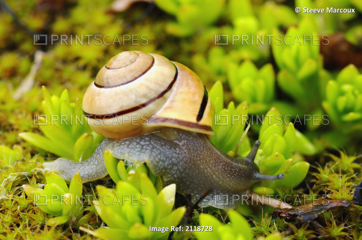 Snail On Moss; Pointe-Des-Cascades Quebec Canada