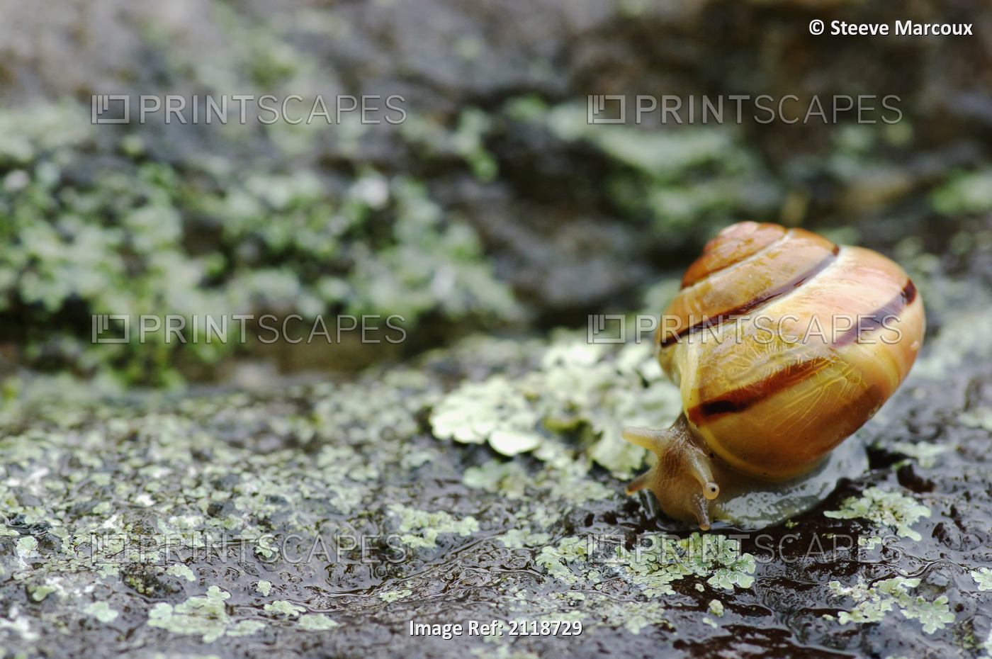 Snail On A Rock In The Rain; Pointe-Des-Cascades Quebec Canada