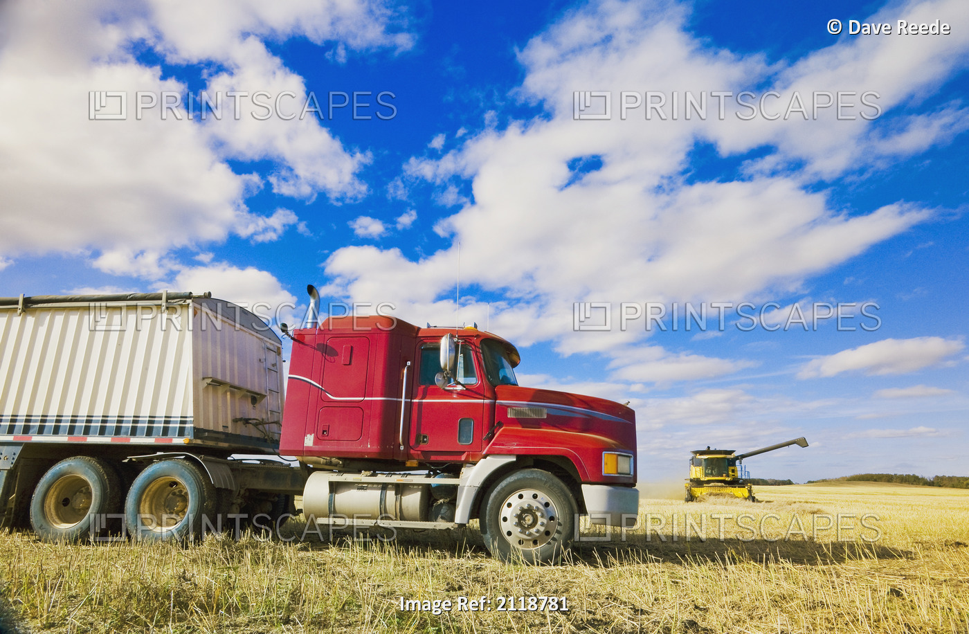 A Combine Harvester Works In A Canola Field With A Farm Truck In The ...