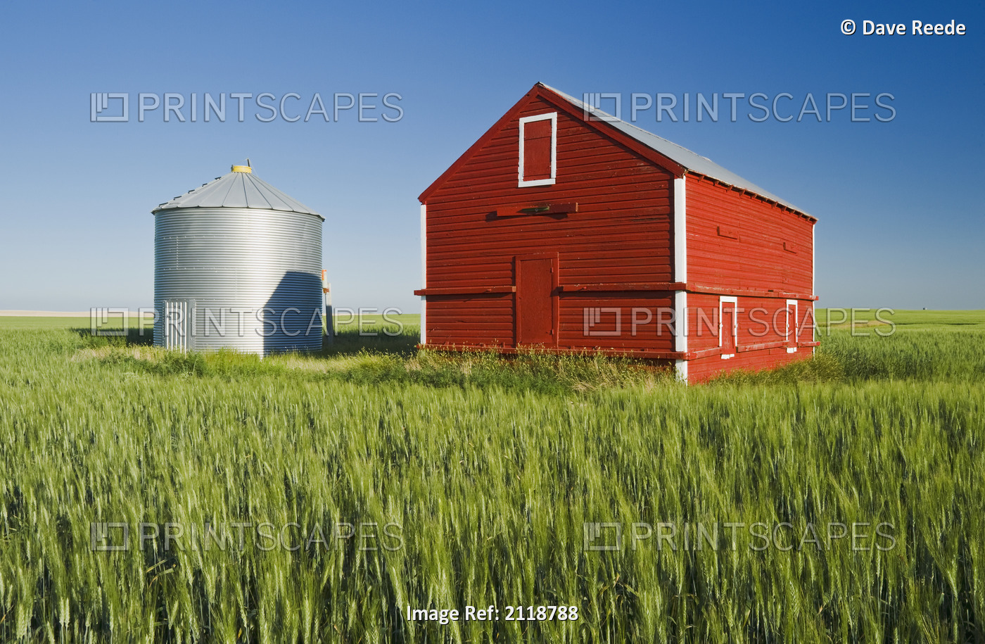 Metal Grain Bin And Wooden Grain Bin In Wheat Field; Sceptre Saskatchewan Canada