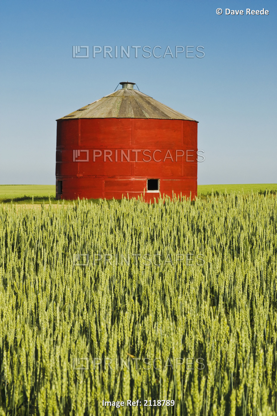 Red Grain Bin In Wheat Field; Sceptre Saskatchewan Canada