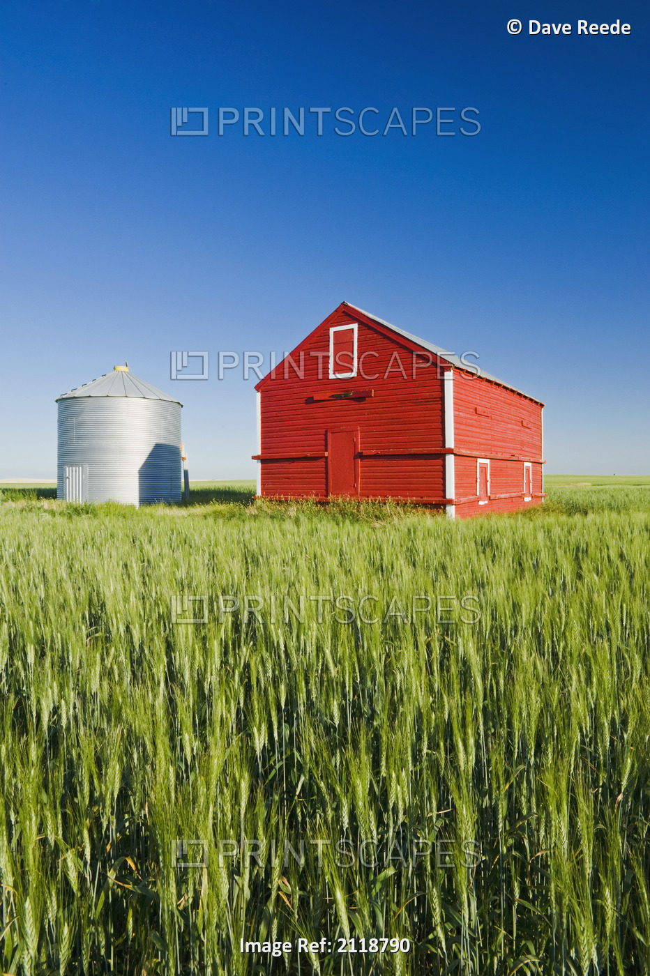 Metal Grain Bin And Wooden Grain Bin In Wheat Field; Sceptre Saskatchewan Canada