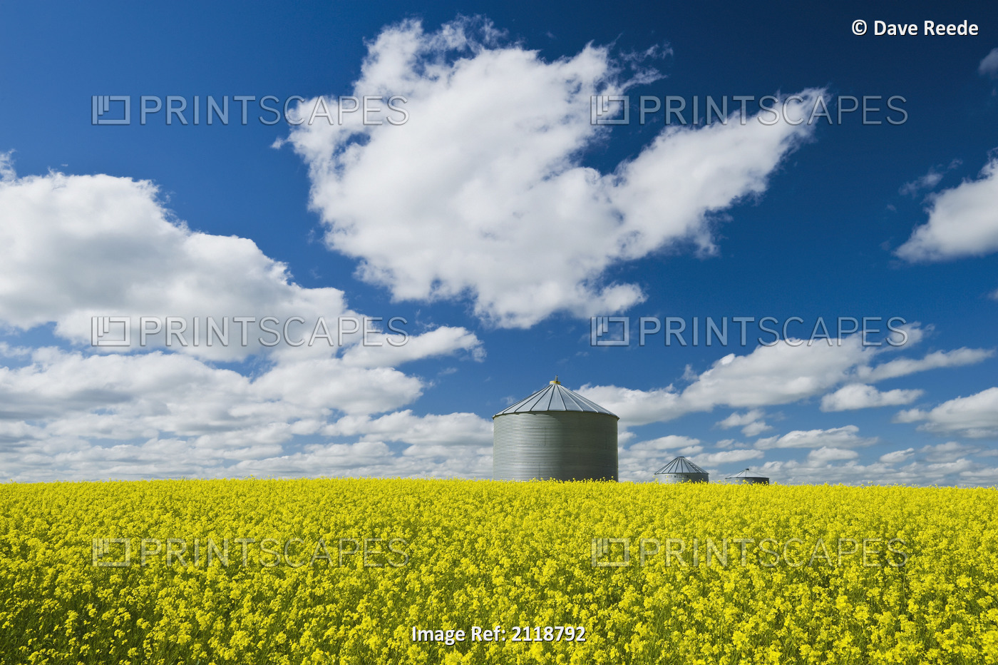 Bloom Stage Mustard Field And Grain Bin; Ponteix Saskatchewan Canada