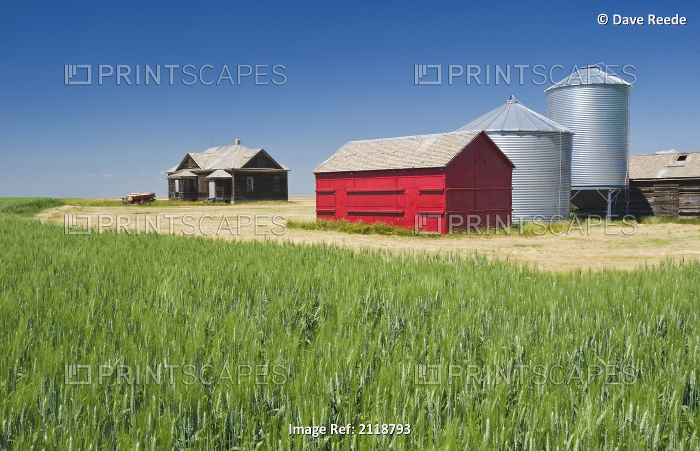 Abandoned Farm And Wheat Field; Leader Saskatchewan Canada