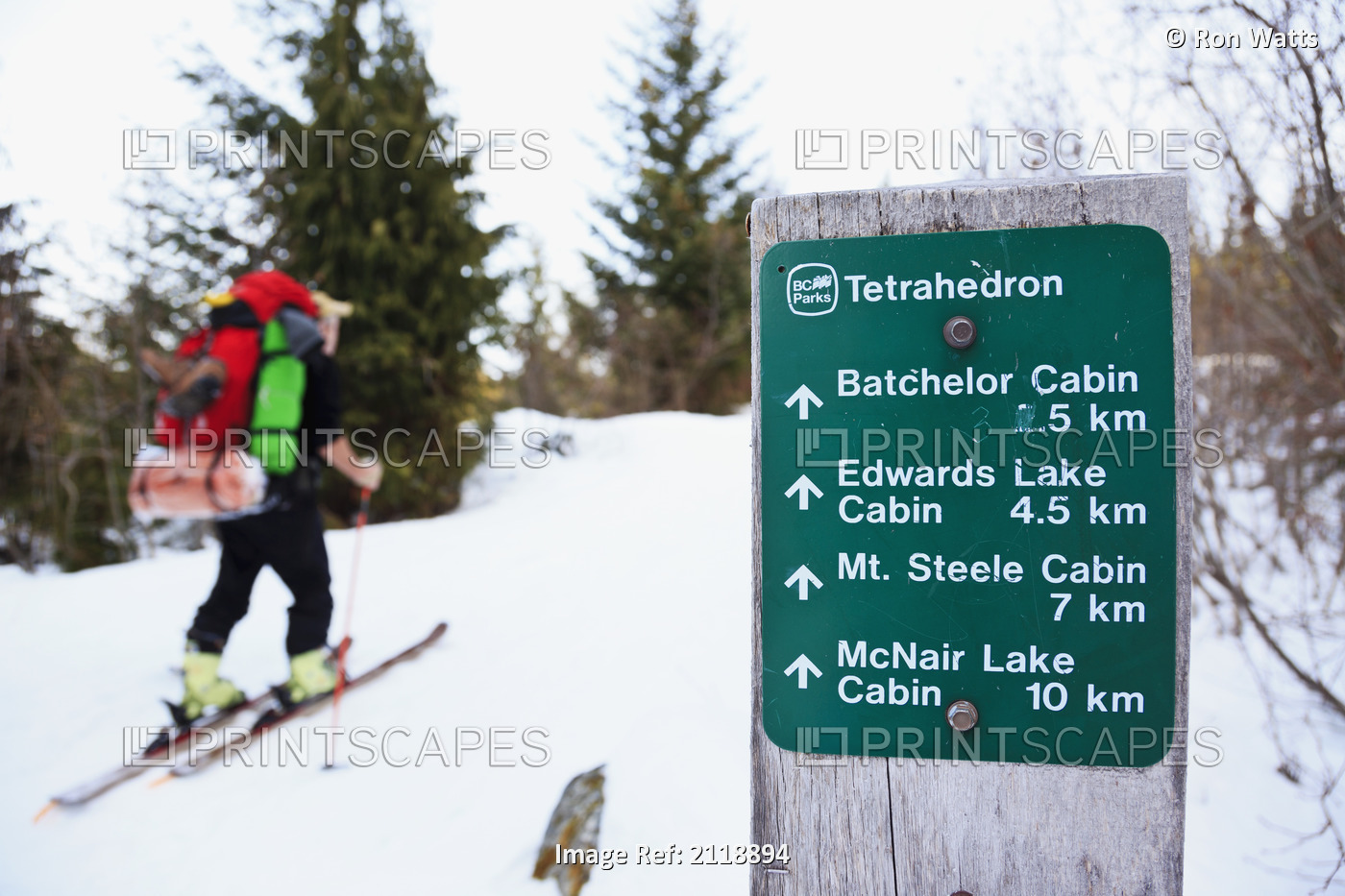 A Skier Ascending The Trail Enroute To Mount Steele Cabin In Tetrahedron ...