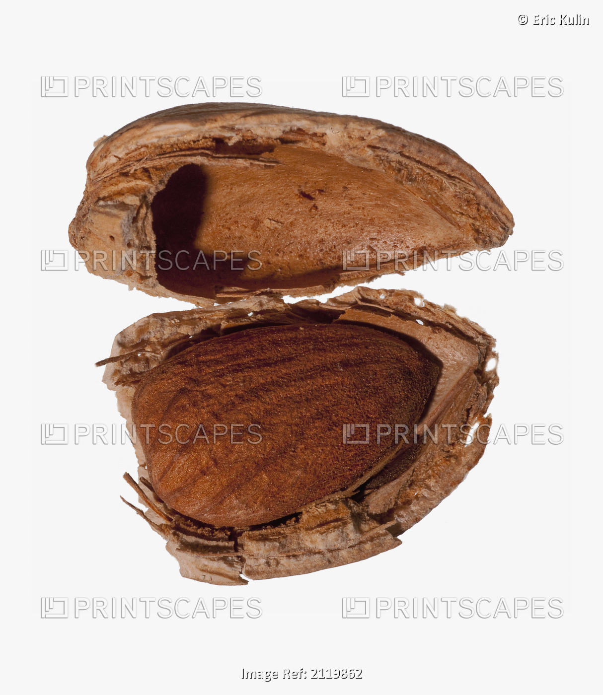 Open almond shell on a white background