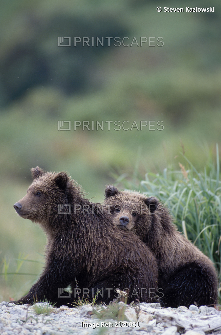 Grizzly Cubs Sitting In Grass Embracing Katmai Np