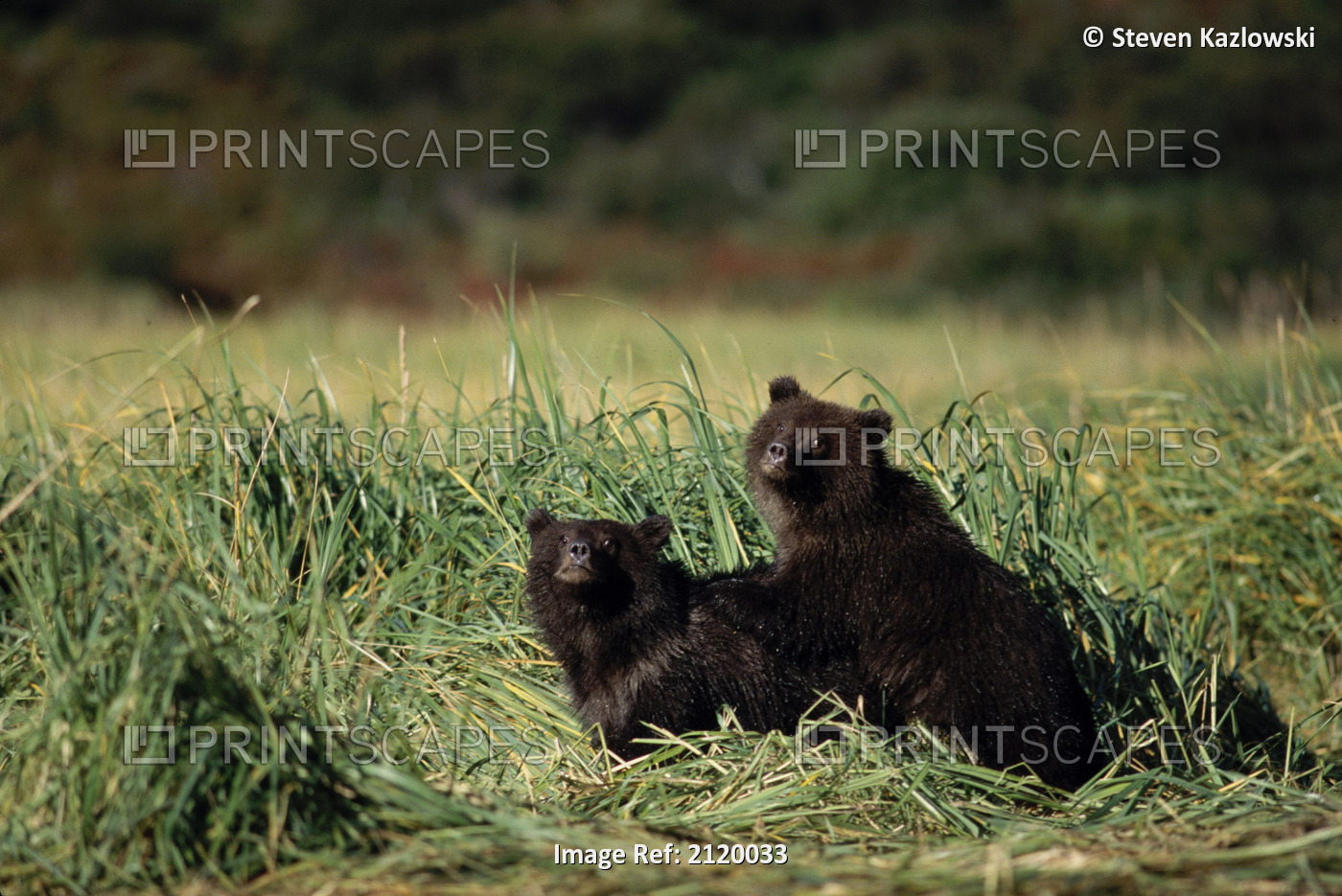 Grizzly Cubs Sitting In Grass Katmai Np Alaska