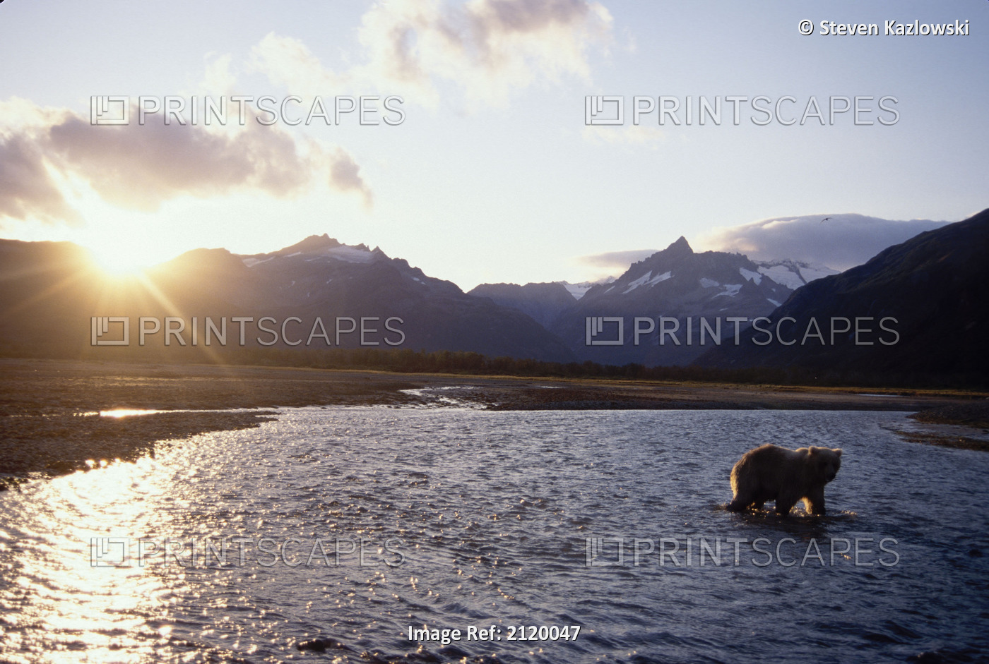 Grizzly Standing In River At Sunset Katmai Np Alaska