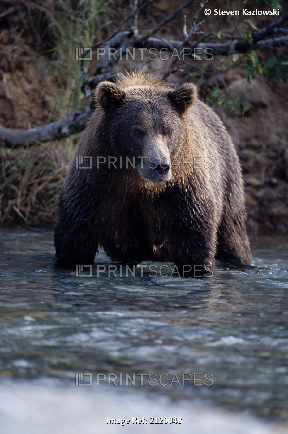 Grizzly Standing In River Katmai Np Alaska
