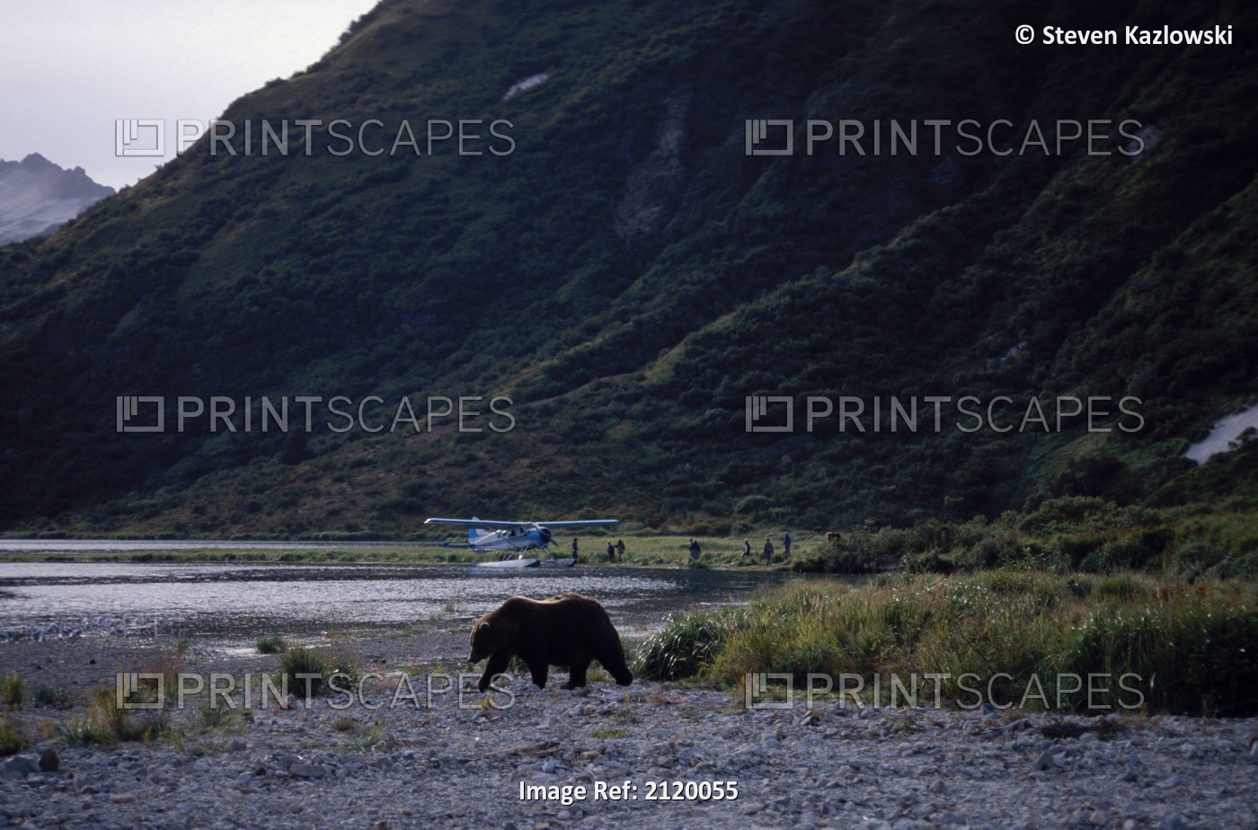 Grizzly On River Bank W/ Plane In Background Katmai Np Alaska